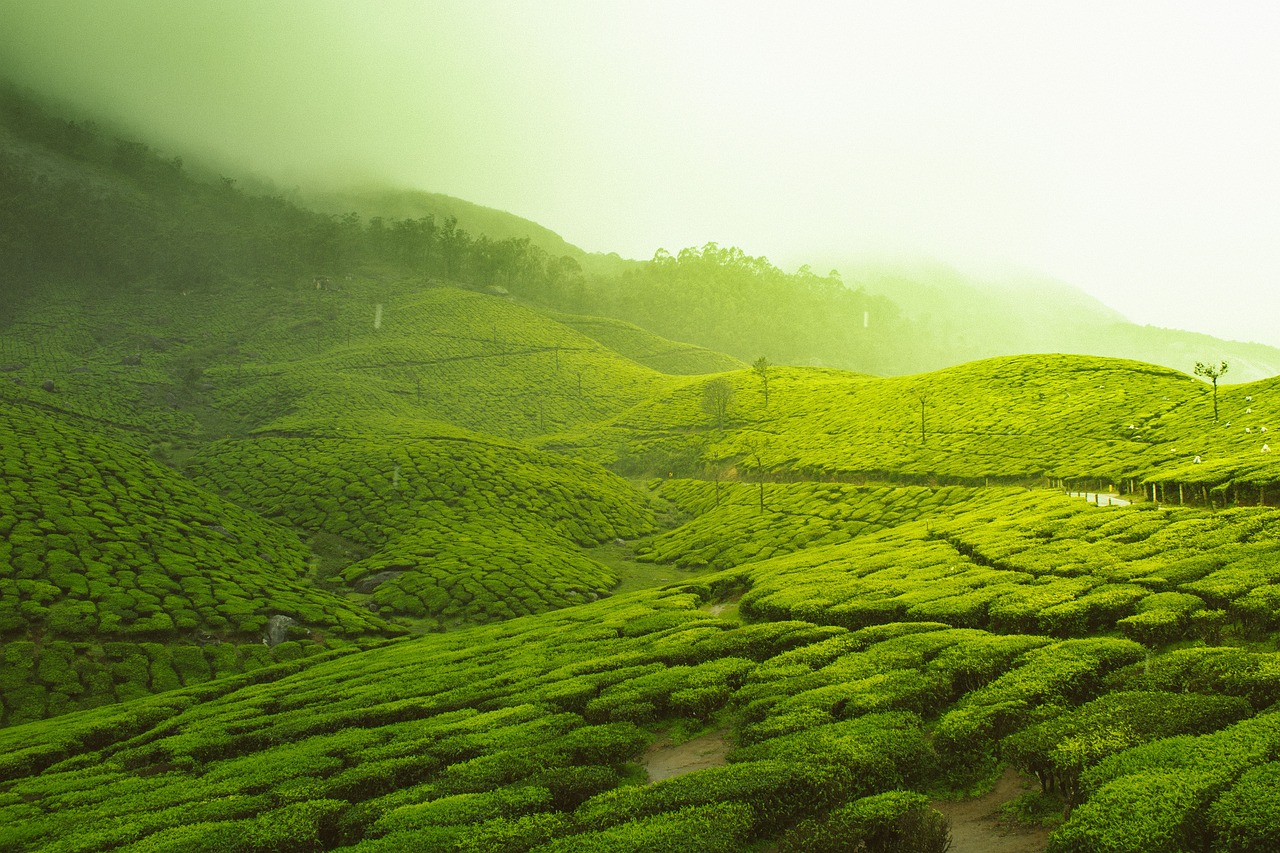 最新茶类标准重塑茶叶行业质量标杆