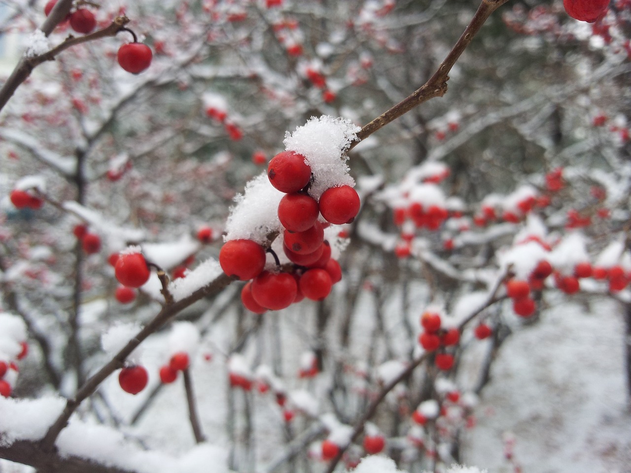 小雪节气最新美图，探寻中国传统节气之韵味