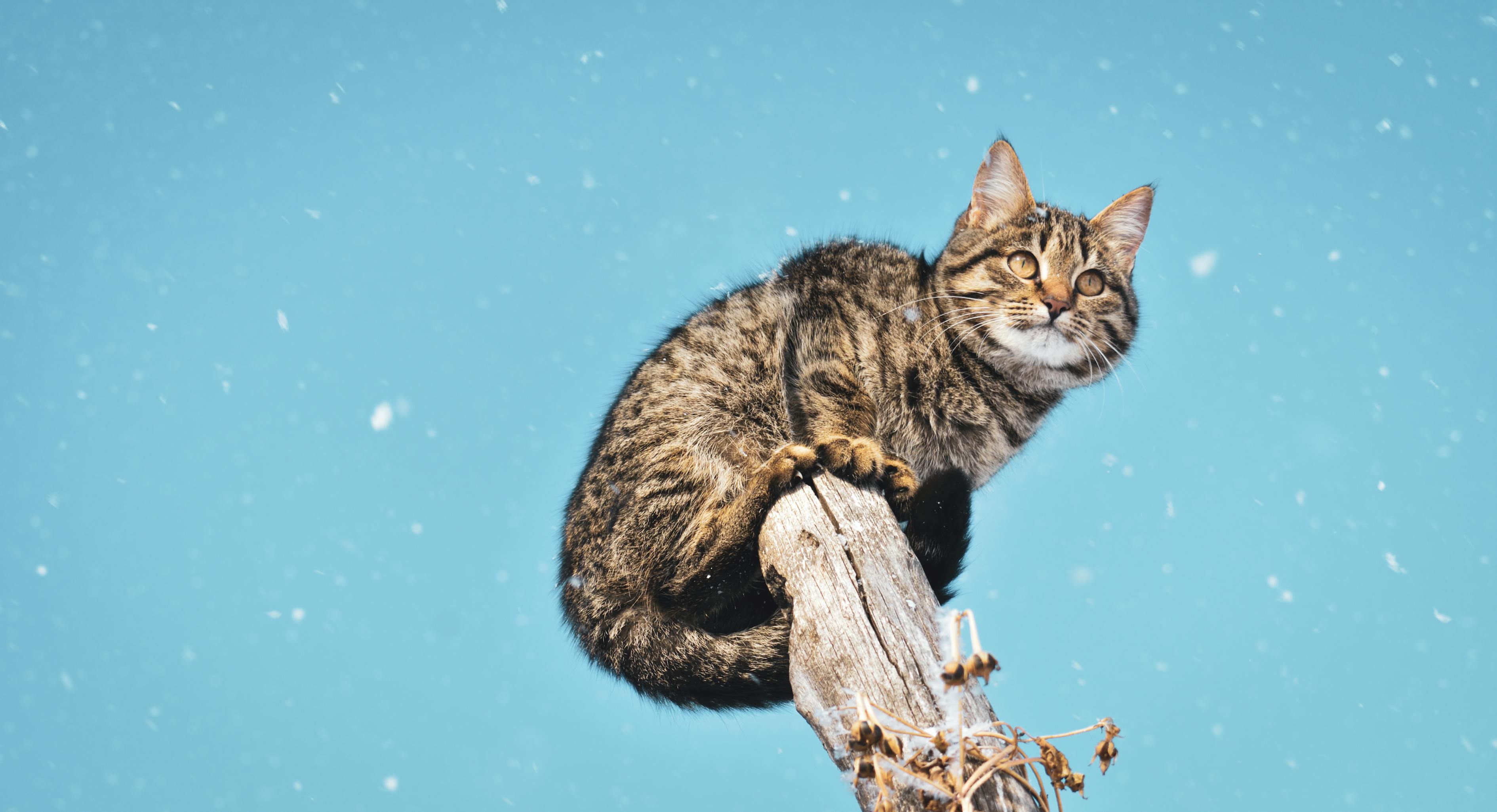 探索神秘喵星人的未知世界，最新外星猫科生命揭秘