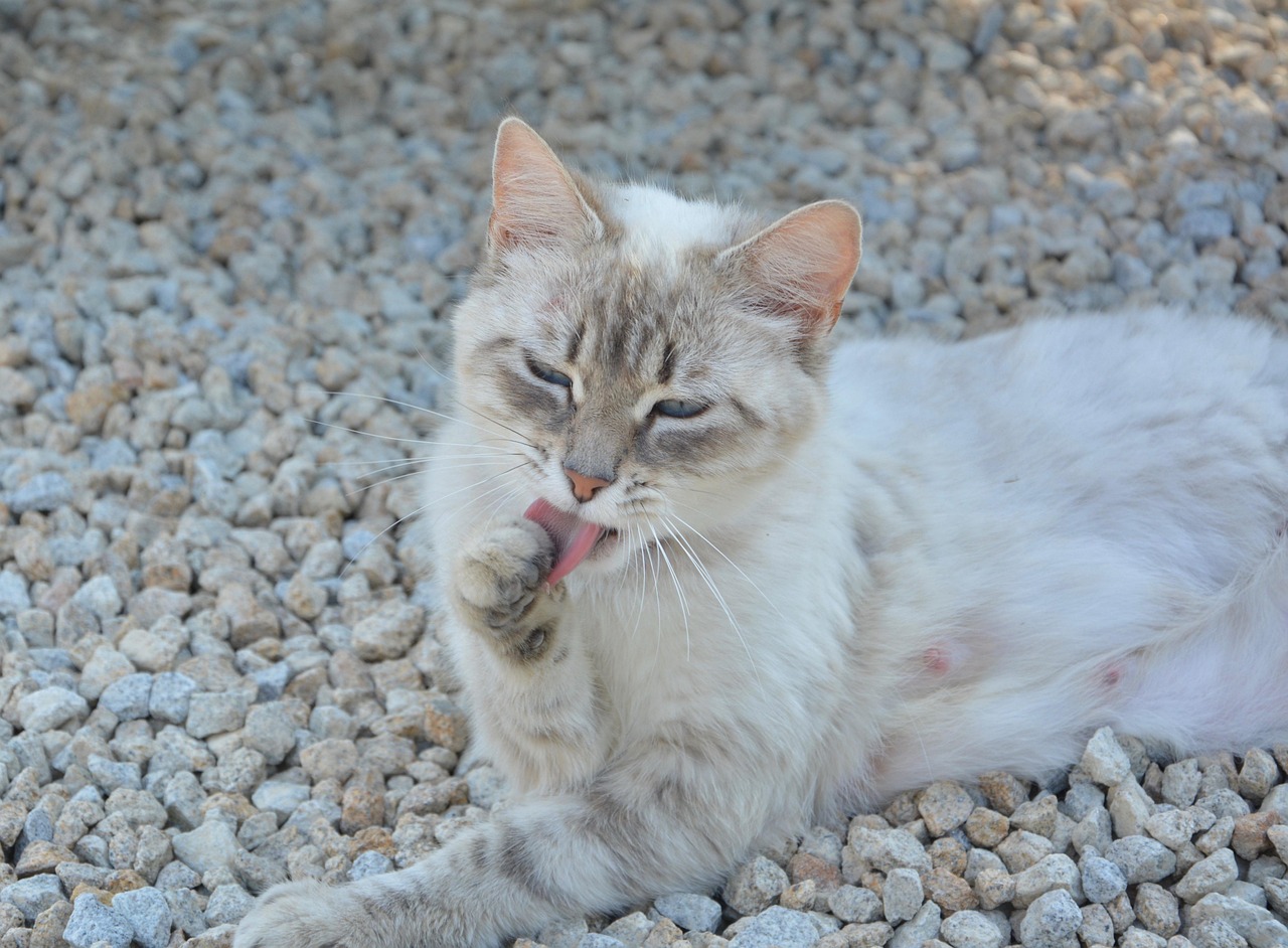 最新重磅橘猫，备受瞩目的猫咪新星，魅力无限闪耀登场