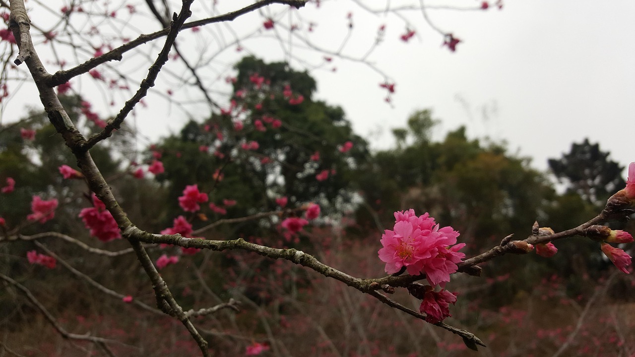 台湾台毒最新动态分析与观察